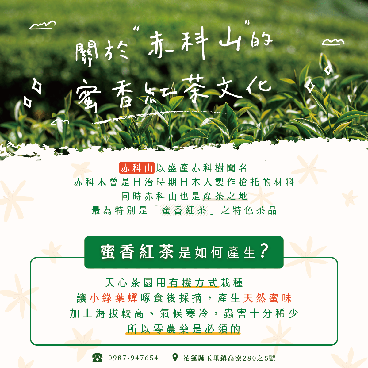 FB紅茶知識
