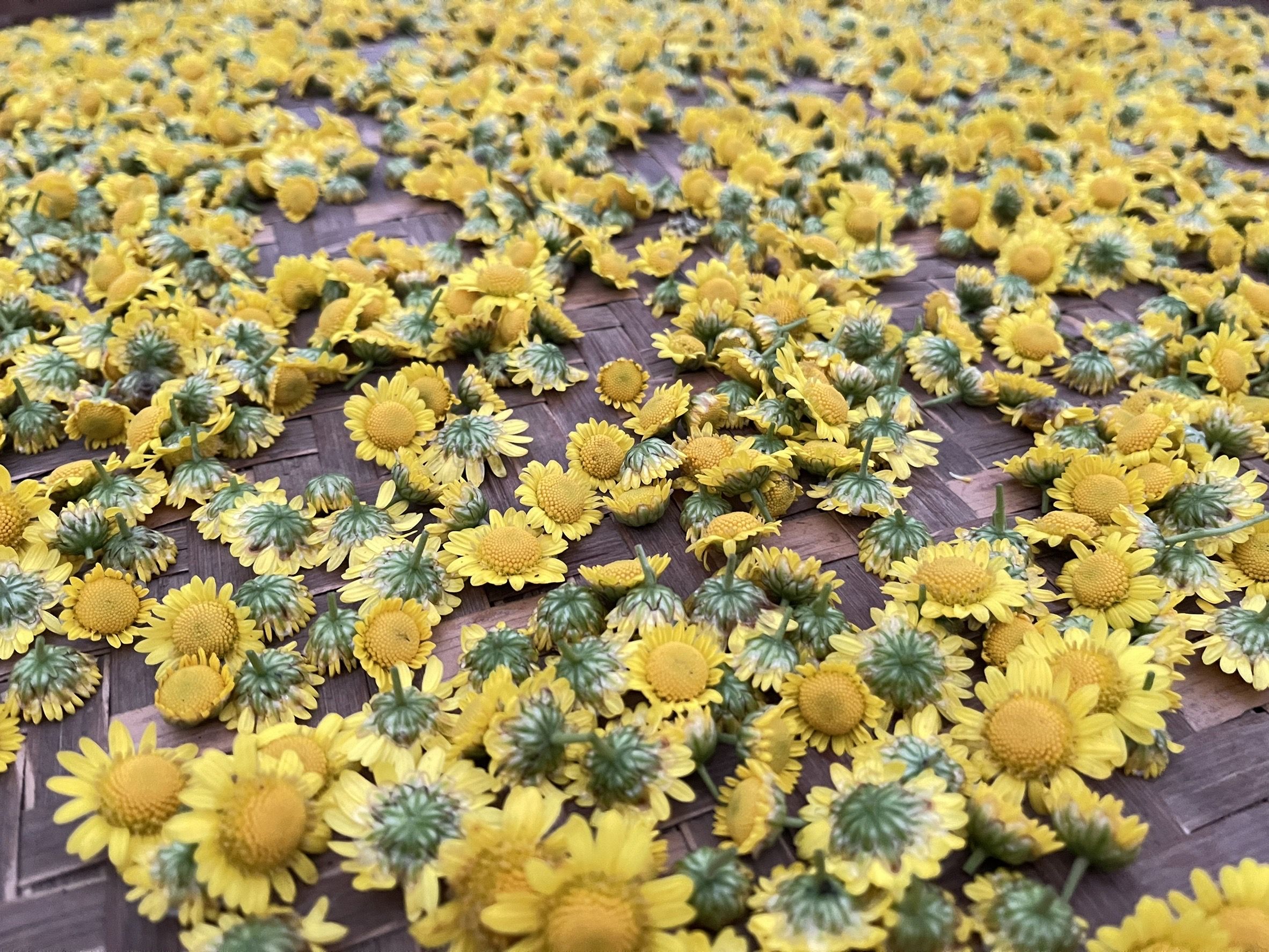 菊花