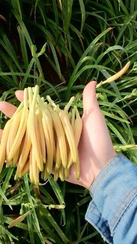 金針花3