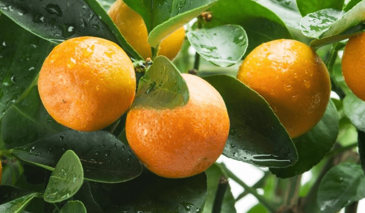 ripe-tangerine-fruits-tree-blue-sky-background-166461278_cleanup